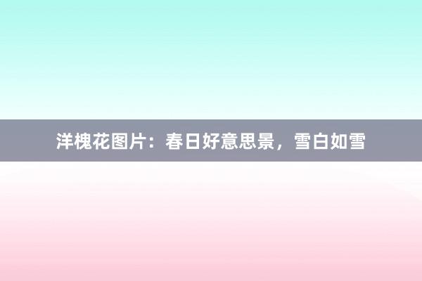 洋槐花图片：春日好意思景，雪白如雪